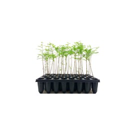 Bald Cypress | 3 Live Trees | Taxodium Distichum | Fast Growing Shade Tree Wet Tolerant