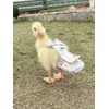 HEZHUO Poultry Diapers - Waterproof, Adjustable, Washable and Reusable for