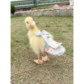 HEZHUO Poultry Diapers - Waterproof, Adjustable, Washable and Reusable for Chicken, Duck and Goose - Poultry Supplies (3XL:600-750)