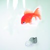 Spirella Anti-Mould Goldfish Shower Curtain, Anti-Bacterial, Washable, Waterproof, Vinyl, 180