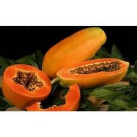 Maradol Papaya Tree Seeds! Grows fruit in only 9 MONTHS from seed! 10 Seeds