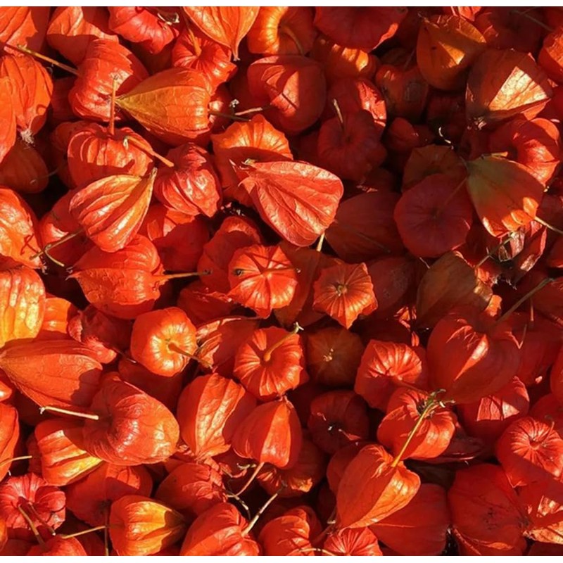 100PCS Cape Gooseberry Seeds Large Fruit Goldenberry Berry Seeds
