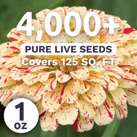 Zinnia Peppermint Stick - Large 1 Ounce Packet - 4,000 Flower Seeds for Planting - Zinnia elegans