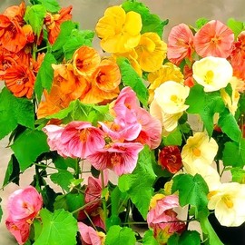 Seeds Abutilon Seeds Mix 50 Seeds for Planting Flowers Indian Mallow Flowering Maple