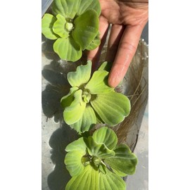 15 Pieces Water Lettuce - Fresh And Clean Floating Pond Plant