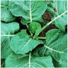 Vates Collard Seeds - Blue-Green Cabbage-Like Delicious Leaves
