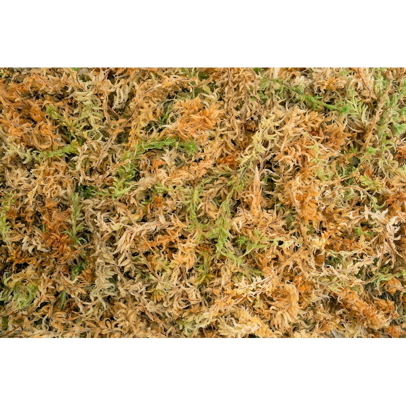 Sphagnum Moss 40 Liters New Zealand Grade AA Great for