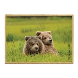 Wildlife Photography Magnet Series – Grizzly Cubs in Green Field Rustic Nature Photography Magnets for Fridge, Office, Cooler, Cabin Decor 2.5 x 3.5 inch (SJT09585)