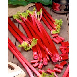 Rhubarb Seeds for Planting Pie Plant Rheum Australe About 50 Seeds