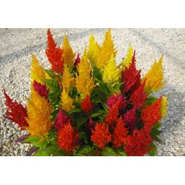 RAISE ME UP: Seeds Plumed Cockscomb Mix (Crested, West Indian, Toreador) Celosia Annual Flowers