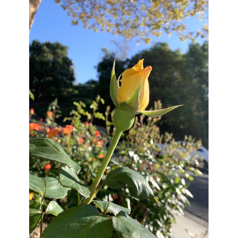 Home-Growth Radiant Perfume Rose, Fragrant Large Yellow Rose - 5