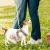 PUPTECK Dog Harness Leash Set for Dogs, Soft Velcro Included,