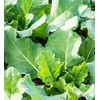 2000 Premier Kale Seeds for Planting Heirloom Non GMO 8+