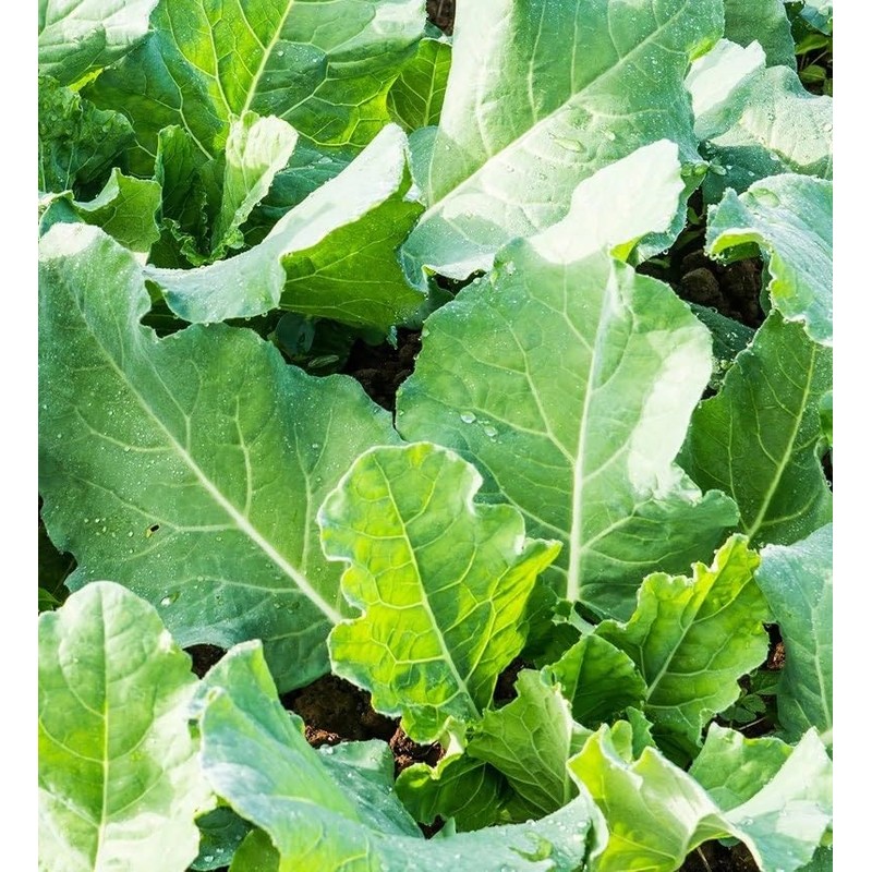 2000 Premier Kale Seeds for Planting Heirloom Non GMO 8+