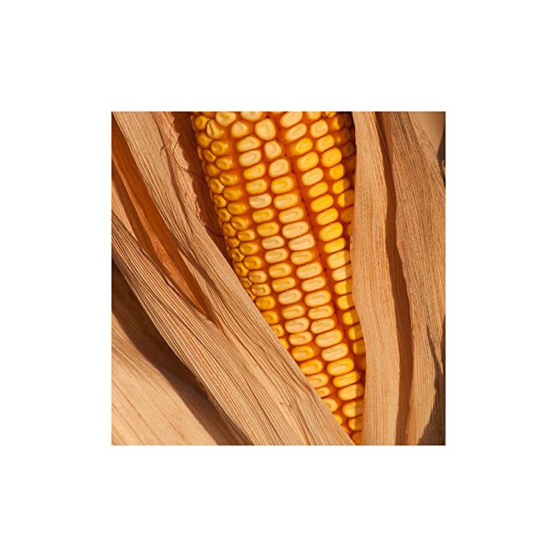 Everwilde Farms - 1 Lb Reid's Yellow Dent Open Pollinated
