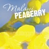 Aromaridge Freshly Roasted Malawi Peaberry Coffee, Whole Bean, Fresh Roasted,