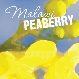 Aromaridge Freshly Roasted Malawi Peaberry Coffee, Whole Bean, Fresh Roasted, 16-ounce