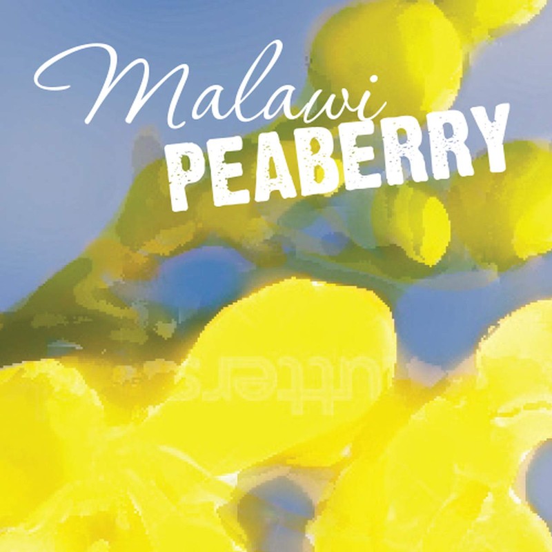 Aromaridge Freshly Roasted Malawi Peaberry Coffee, Whole Bean, Fresh Roasted,