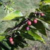 Celtis laevigata (Sugarberry) Tree Seeds, Attractive Autumn Foliage, Seeds by