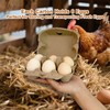 Homvik Half Dozen Farm Fresh Egg Cartons Bulk 6 Count