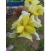 Fresh 6 BEARDED IRIS PLANTS RHIZOMES FRESH MIXED VARIETIES