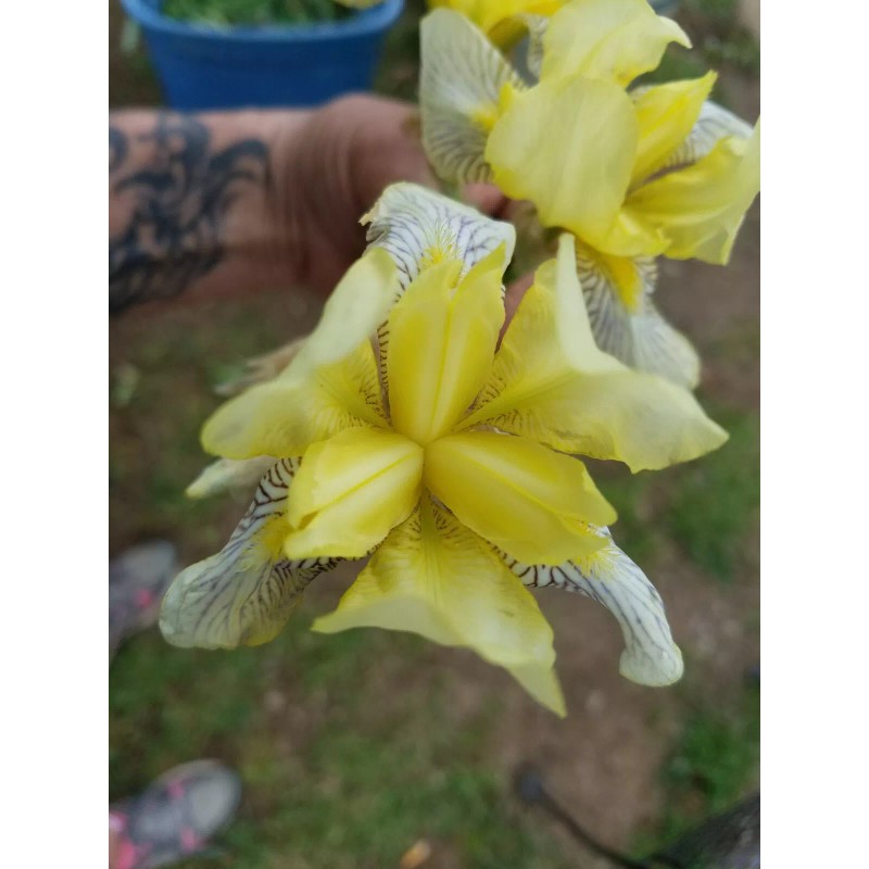 Fresh 6 BEARDED IRIS PLANTS RHIZOMES FRESH MIXED VARIETIES