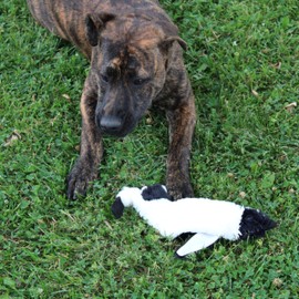 SPOT Skinneeez Stuffing Free Arctic Animal Dog Toy - with Squeaker in Head and Tail, Stuffingless Design is Great for Moderate Chewers, Tug Toy for Small Puppies & Dogs - 15in, Assorted Styles, 1 Toy