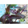 Tripogandra Serrulata - Purple Scimitars - Tradescantia Elongata - Spiderwort