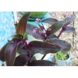 Tripogandra Serrulata - Purple Scimitars - Tradescantia Elongata - Spiderwort