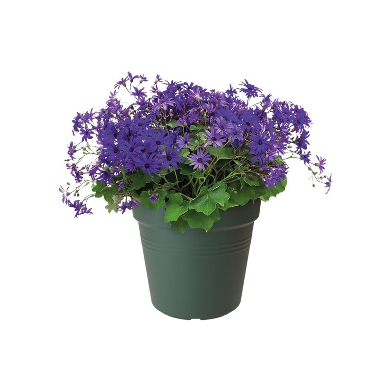 Elho Green Basics 11 Growpot, Indoors and Outdoors