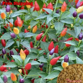 Treevale Fire Cracker Pepper, Birdseye Chili, Hot Pepper SEEDS | NON-GMO |Vegetable Seeds - 30 Seeds No Tracking