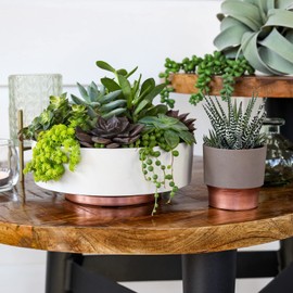 The HC Companies 6 Inch Round Plastic Succulent Capri Bowl 6"x6"x2.25" in Artisan Taupe with Copper Bottom Color