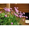 CEMEHA SEEDS - Seeds Chives Onion (Garlic Scapes) Green Non