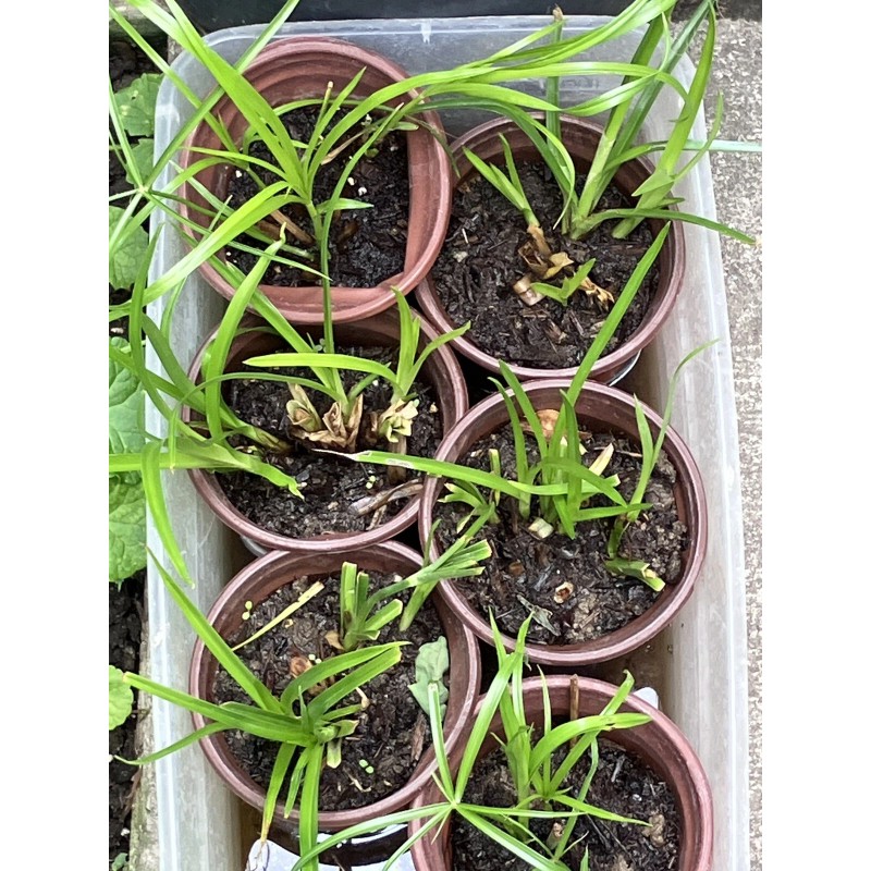Fan Plant 4+ Bamboo Plants w/Roots Umbrella Palm (Cuperus) thuy