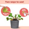 Carnivorous Plant Fertilizer, Complete Liquid Plant Food for All Carnivorous