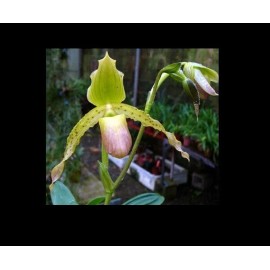Orchids Paphiopedilum Imperial Jade (stonei x primulinum) slipper orchid rare primary