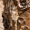 Frankincense Tears - Boswellia carteri from 100% from Nature (16