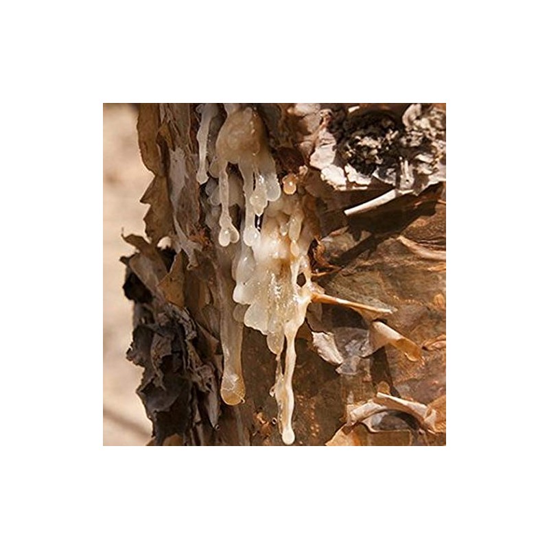 Frankincense Tears - Boswellia carteri from 100% from Nature (16