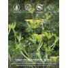 TeeLux Fennel Tea Bags, Pure & Natural Fennel Seeds Herbal