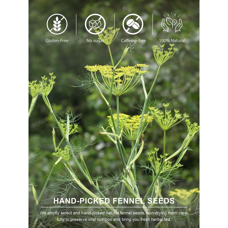 TeeLux Fennel Tea Bags, Pure & Natural Fennel Seeds Herbal