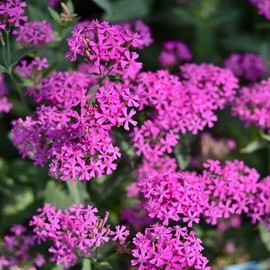 Eden Brothers Catchfly Seeds