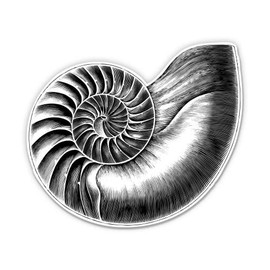 Nautilus Shell Vintage Illustration - 5" Vinyl Sticker - for Car Laptop I-Pad - Waterproof Decal