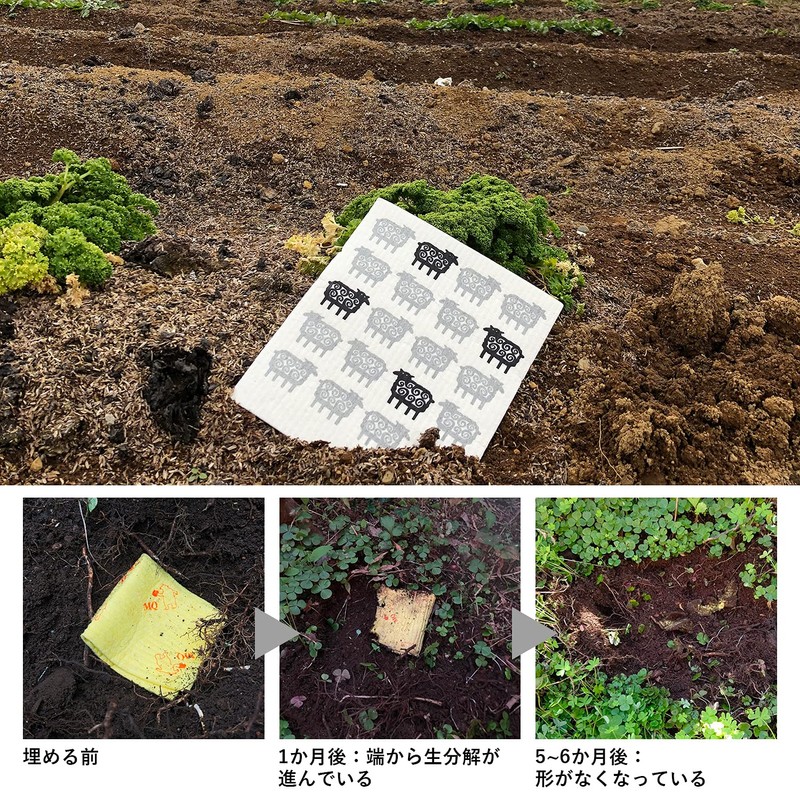 Eoct Ecomfort House Sponge Wipe, Colander, Kata Kata Bear