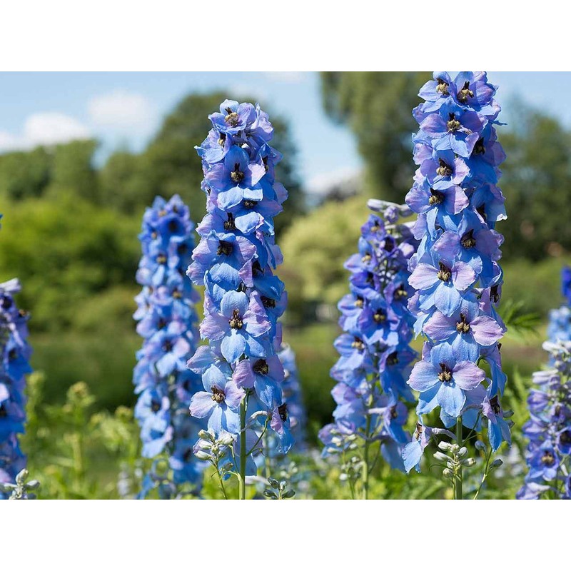 KIRA SEEDS - Seeds Blue Tall Delphinium - Annual Flowers