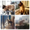 Pet Prime Cat Net for Balcony, 4 x 3 m,