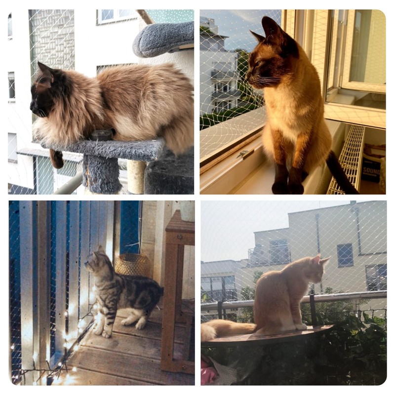 Pet Prime Cat Net for Balcony, 4 x 3 m,