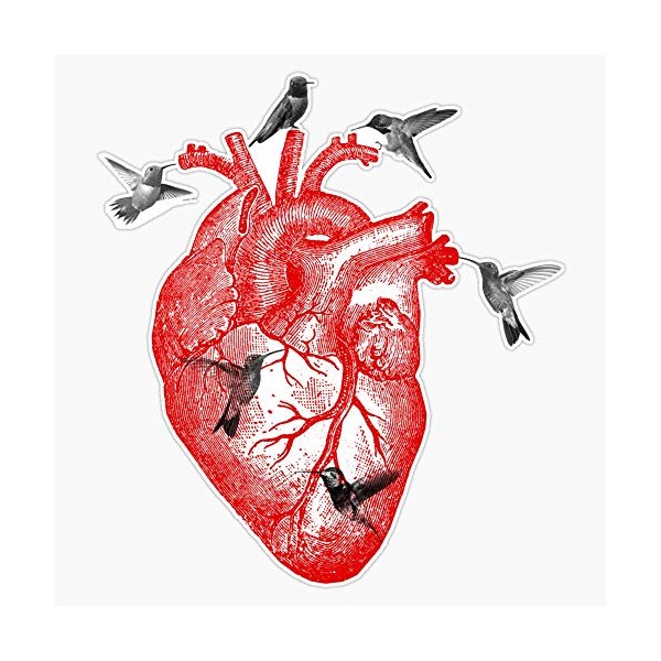 Anatomical Heart And Hummingbirds Vinyl Waterproof Sticker Decal Car Laptop