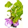 Snail Vine live plant in 2 inch pot ~ Vigna
