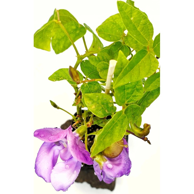 Snail Vine live plant in 2 inch pot ~ Vigna