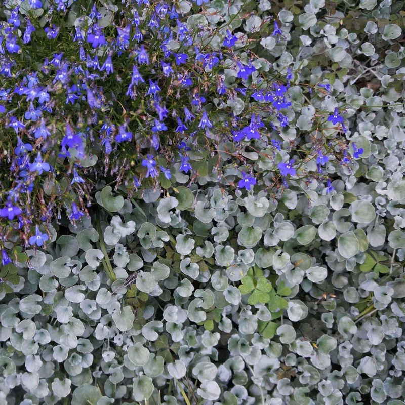 Eden Brothers Dichondra Seeds - Silver Falls